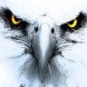 hawk4